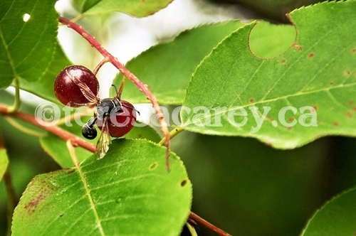 Wasp on Choke Cherry