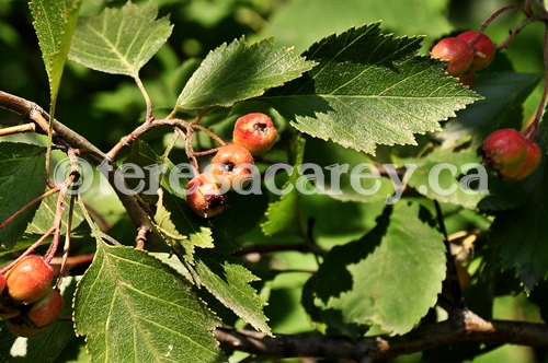 Hawthorne Berries