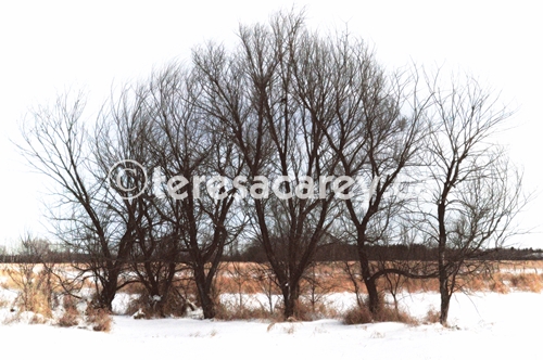 Stark Trees Hoarfrost